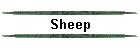 Sheep